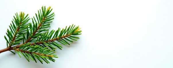 Obraz premium Evergreen spruce branch on a crisp white background, spruce, foliage
