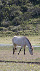 Vertical image of A wild horse grazing at the top of Cotopaxi National Park, Ecuador