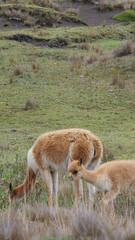 Vertical image of A herd of vicuñas ,, with baby, grazing in a grassland, natural habitat.