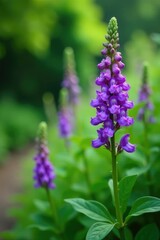 Obraz premium Purple flower clusters bloom among lush green foliage, blooms, flowers
