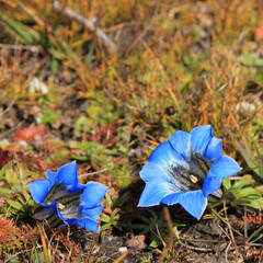 Two bright blue gentians, himalayan wildflowers growing in Nepal.