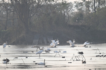 Fototapeta premium seagulls on the beach