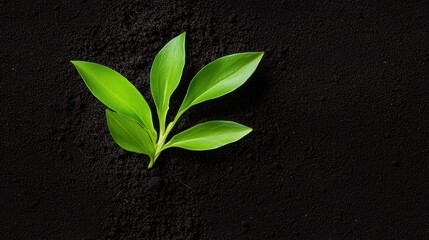 Naklejka premium New life emerging, a small plant breaks through the ground, symbolizing growth and renewal