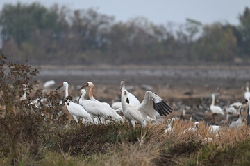 pelicans in flight