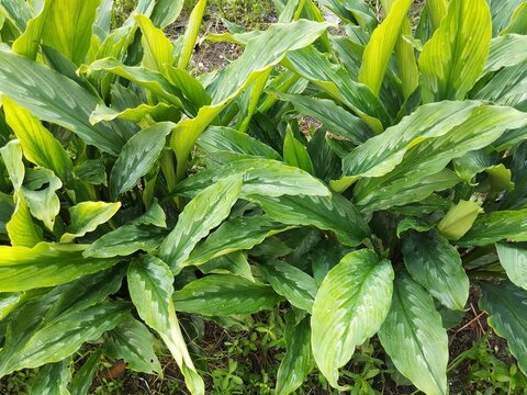 white turmeric or curcuma zedoaria in outdoor garden 