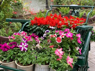 colorful flowers on a foggy day