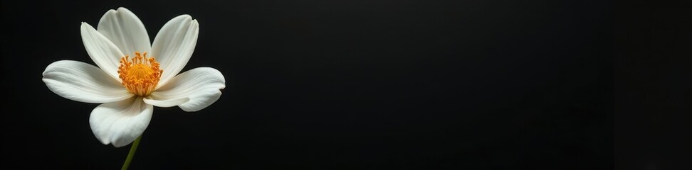 Obraz premium White flower and apricot against a minimalist black backdrop with subtle gradient, simple, black