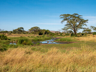 Green landscape with a waterhole in the Serengeti National Park.