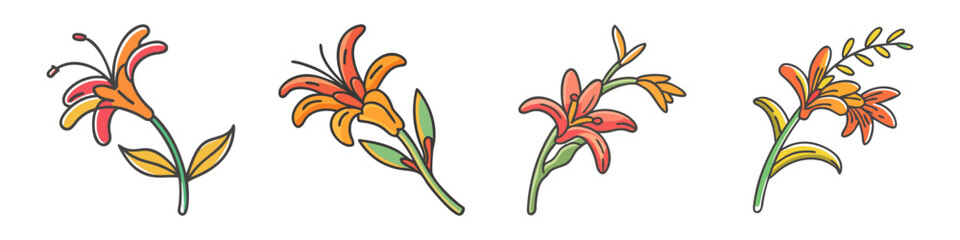 Fototapeta premium Colorful crocosmia flower Illustration Set - A set of hand-drawn crocosmia flowers with vibrant orange petals and delicate green stems, showcasing their natural beauty.