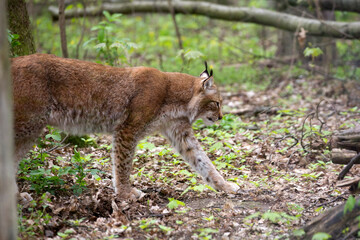 Obraz premium Lynx in the forest