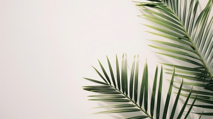 The White Background of Palm Sunday: Exploring the Visual Mysteries and Cultural Depths in the Religious Context