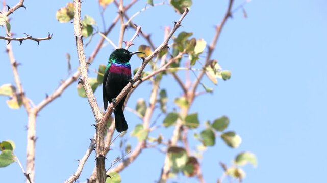 a high frame rate clip of a marico sunbird perching on a branch at balule nature reserve of kruger national park in south africa