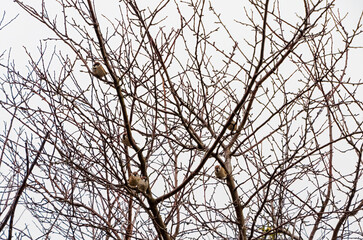 Peaceful european sparrows perched on bare tree branches, winter nature wildlife scene. calm,...