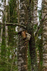 Wooden birdhouse hanging on mossy tree, natural wildlife shelter concept. Still object, tranquil mood, eye-level shot, detailed texture, outdoor setting, eco-friendly habitat, seasonal transition,