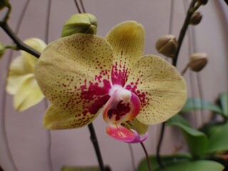 The Charm of Yellow Orchid Flowers Studded with Red, Tropical Orchids with Elegant Patterns,