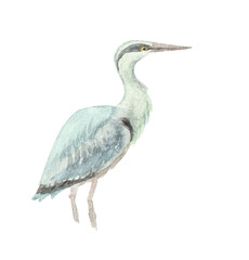 水彩絵の具で描いたアオサギ