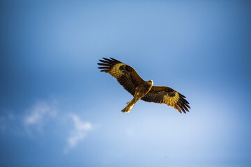 Eagle in Hemu Scenic Area, Altay, Xinjiang, China