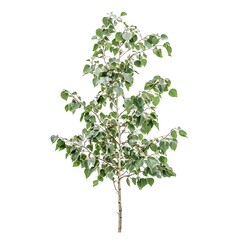 Obraz premium birch tree isolated on white background, clipping path.