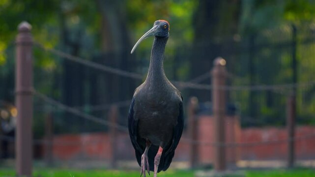 The Red-naped Ibis (Pseudibis papillosa) also known as the Indian Black Ibis or just the Black Ibis 4K Video 