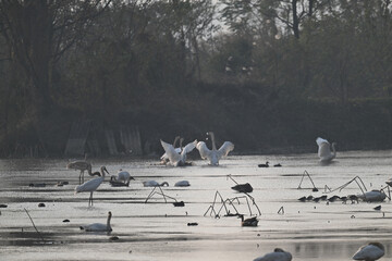 Obraz premium seagulls on the beach