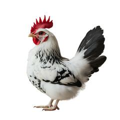Fototapeta premium Angled view full body shot of an extremely perfect looking single redcap chicken isolated on a white transparent background