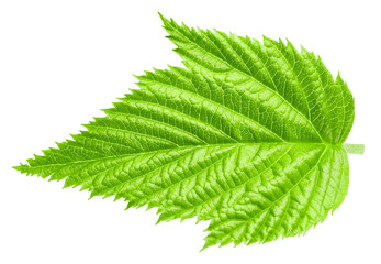 Raspberry leaf isolated on white background