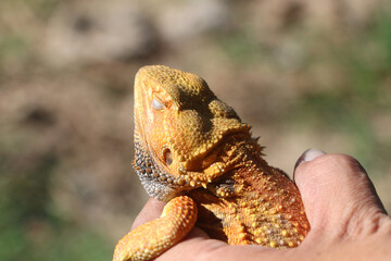 Bearded dragon lizard on Natural Habitat ,Close up image of Inland Bearded Dragon (Pogona vitticeps), Australian Bearded Dragon 