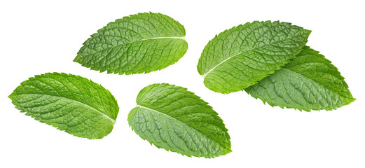 Mint leaf isolated on white background