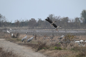 cranes in the serengeti