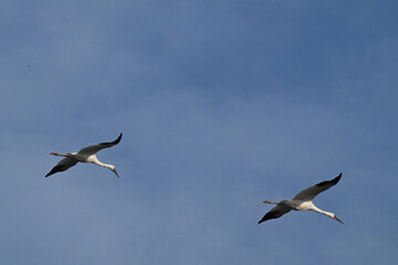 two pelicans in flight
