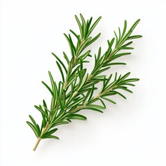 Fototapeta premium Fresh sprig of rosemary with needle-like leaves isolated on white background