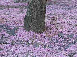 Pétales de fleurs de cereisiers roses au sol au pied d'un arbre