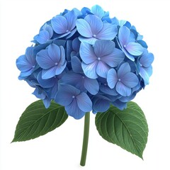 Vibrant blue hydrangea blossom isolated on white background