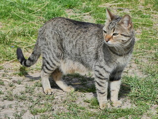 Chat errant gris dans la campagne
