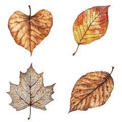 Watercolor leaves showcase nature art collection autumn background aerial perspective botanical beauty
