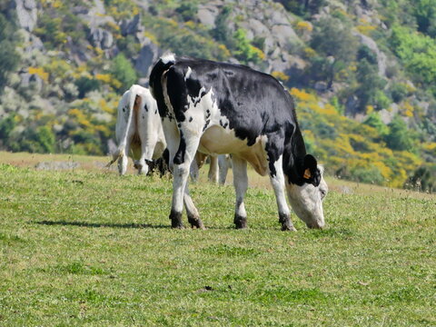 Troupeau de vaches dans une grande prairie