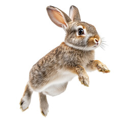Fototapeta premium Playful rabbit mid-jump isolated on transparent background 