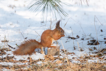 A closeup of a red squirrel enjoying a snack while perched on a snowy trunk, with its vibrant fur contrasting beautifully against the winter backdrop.