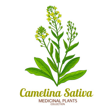 Camelina Sativa Plant with Flowers and Leaves Colored Illustration. Essential oil ingredient for aromatherapy, health care, alternative medicine. 