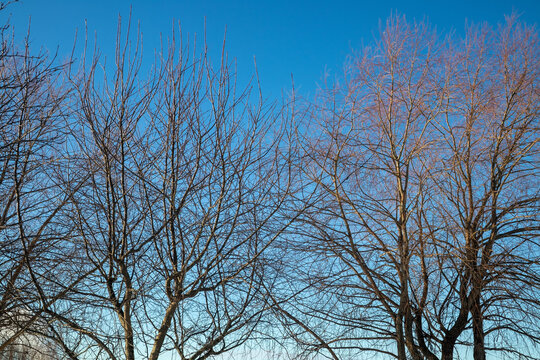 trees with leafless branches in winter against blue sky