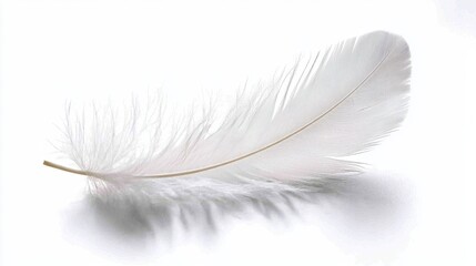 Obraz premium Minimalist white feather floating gently, soft shadows on a clean white surface.