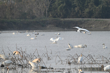 Obraz premium flock of seagulls