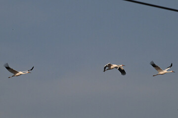 canadian geese flying