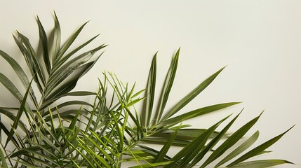 Fototapeta premium The Plant Background of Palm Sunday: An Exploration of the Culture and Symbols of Natural Imprints in the Religious Festival