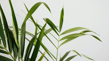 Naklejka premium The Plant Background of Palm Sunday: An Exploration of the Culture and Symbols of Natural Imprints in the Religious Festival