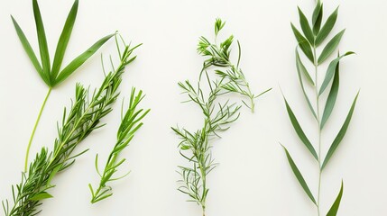 Obraz premium The Plant Background of Palm Sunday: An Exploration of the Culture and Symbols of Natural Imprints in the Religious Festival