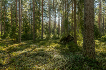 Obraz premium Sunshine pine forest in a wild wood nature
