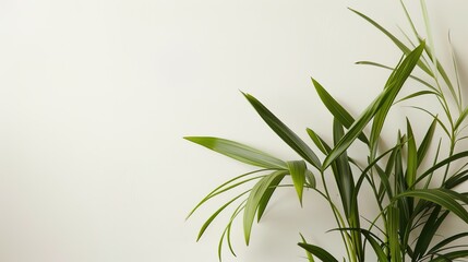 The Plant Background of Palm Sunday: An Exploration of the Culture and Symbols of Natural Imprints in the Religious Festival
