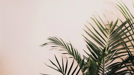 The Plant Background of Palm Sunday: An Exploration of the Culture and Symbols of Natural Imprints in the Religious Festival