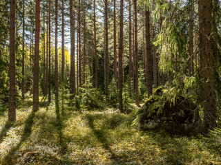 Fototapeta premium Sunshine pine forest in a wild wood nature